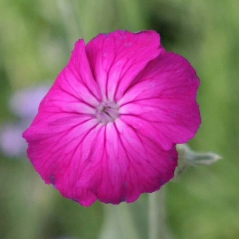Crotonella coronaria - Lychnis coronaria (Fioritura)