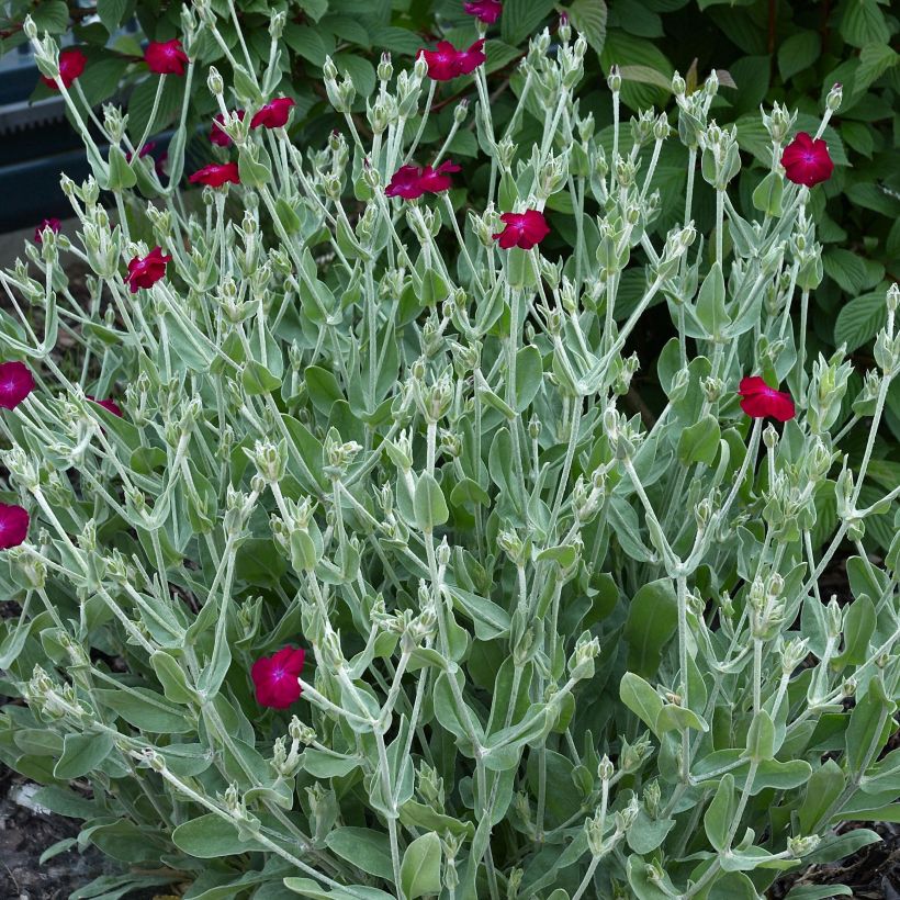 Lychnis coronaria Atrosanguinea - Crotonella coronaria (Porto)