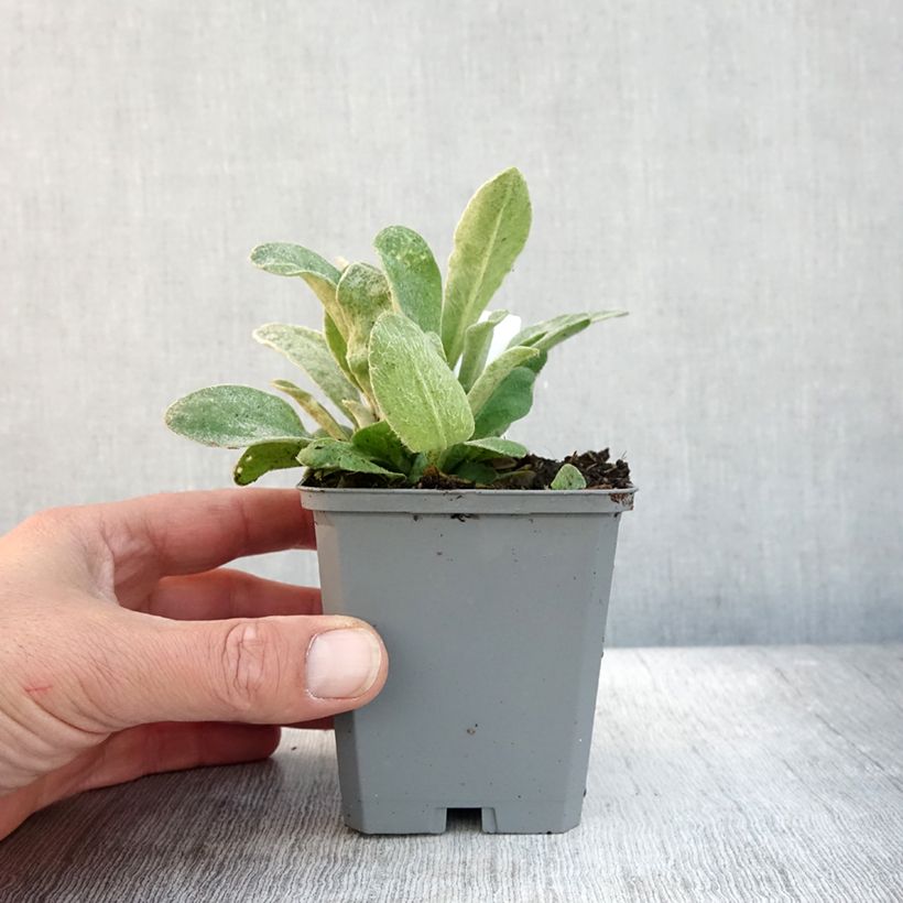 Esemplare di Lychnis coronaria Atrosanguinea - Crotonella coronaria Vasetto da 8/9 cm come consegnato in autunno