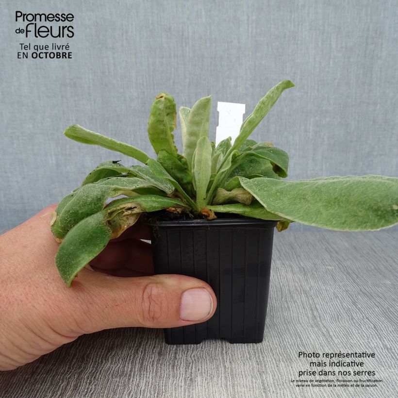 Esemplare di Crotonella coronaria - Lychnis coronaria Vasetto da 8/9 cm come consegnato in autunno