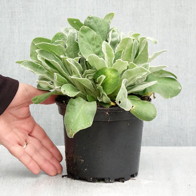 Esemplare di Crotonella coronaria - Lychnis coronaria Vaso da 2L/3L come consegnato in autunno