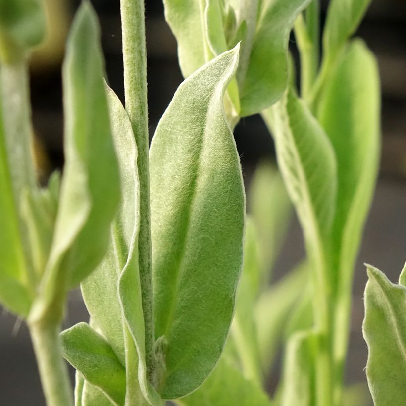 Lychnis coronaria Gardener's World - Crotonella coronaria (Foliage)
