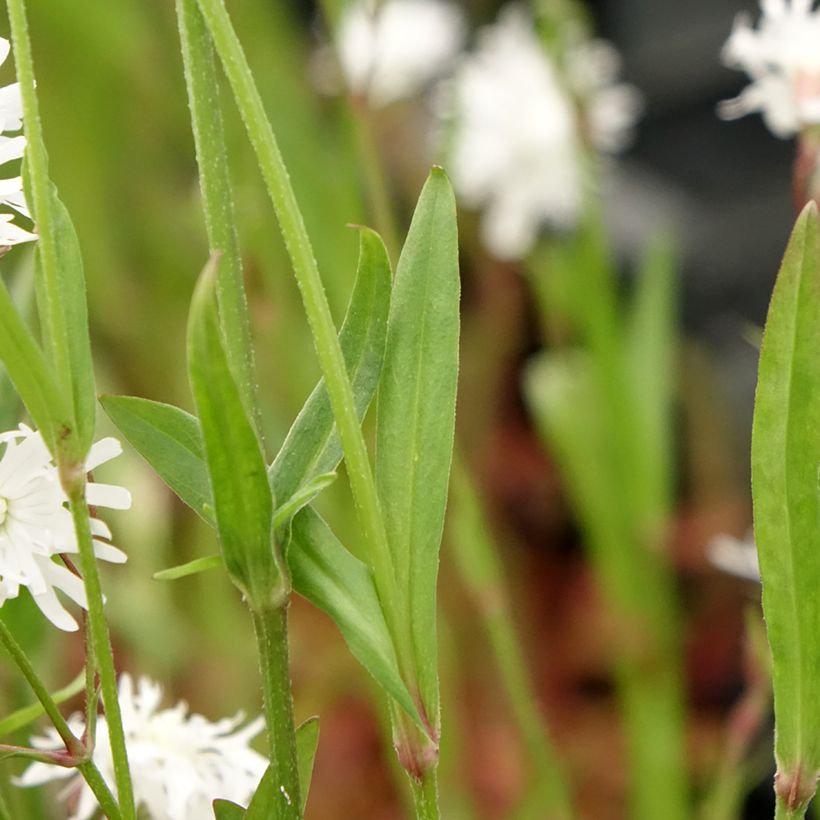 Lychnis flos-cuculi Petit Henri - Crotonella Fior di cuculo (Foliage)