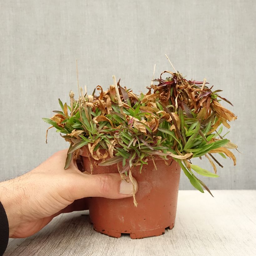 Esemplare di Lychnis flos-cuculi Petit Henri - Oeillet des prés blanc Pot de 1,5L/2L come consegnato in autunno
