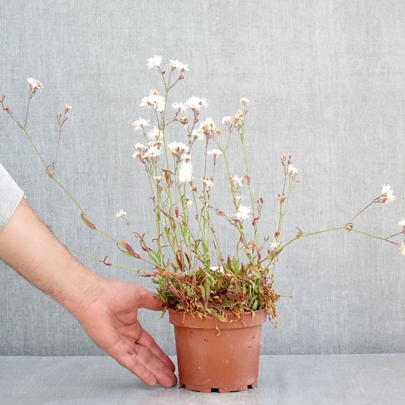 Example of Lychnis flos-cuculi Petit Henri - Crotonella Fior di cuculo Vaso da 1,5L/2L as you get in printemps