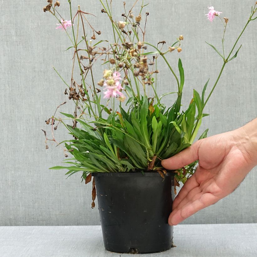 Esemplare di Lychnis flos-cuculi Petite Jenny - Crotonella Fior di cuculo Vaso da 2L/3L consegnato in estate