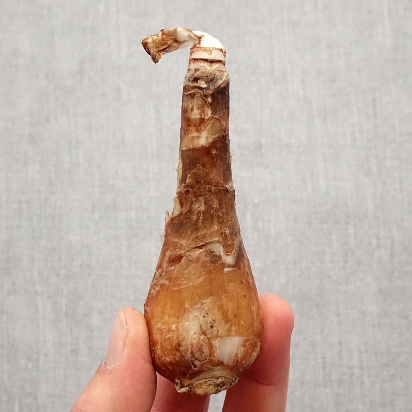 Lycoris aurea - Giglio ragno giallo Bulbo taglia I esemplare consegnato in primavera