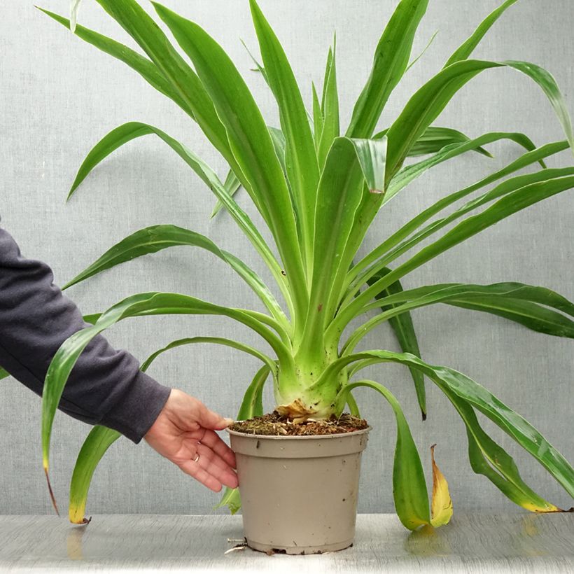 Esemplare di Beschorneria albiflora Vaso da 3L/4L consegnato in estate