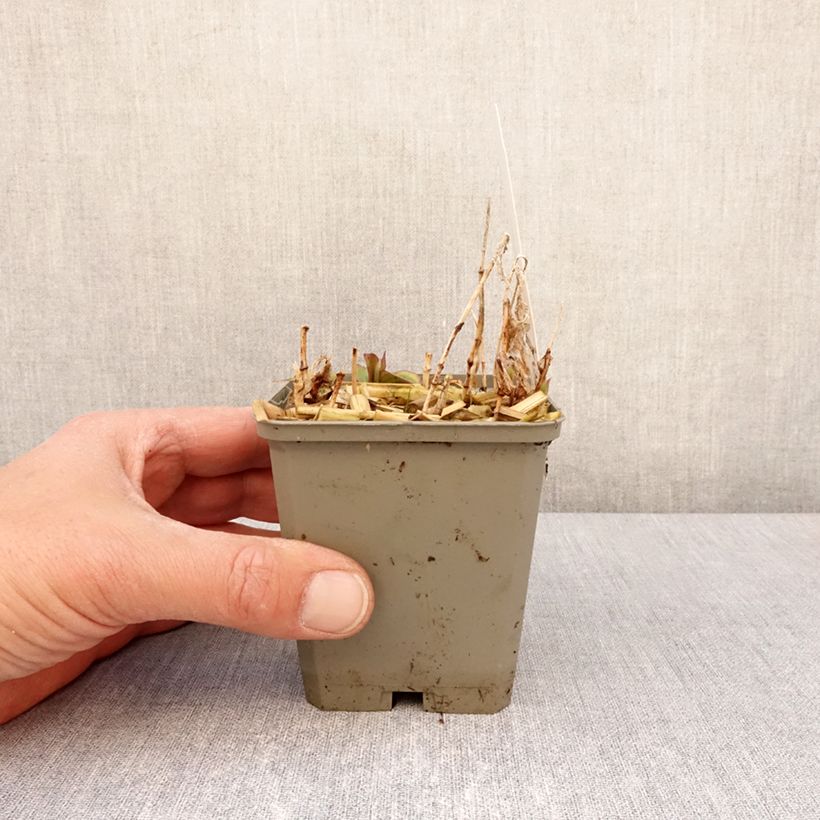 Example of Tricyrtis formosana Autumn Glow Vasetto da 8/9 cm as you get in printemps