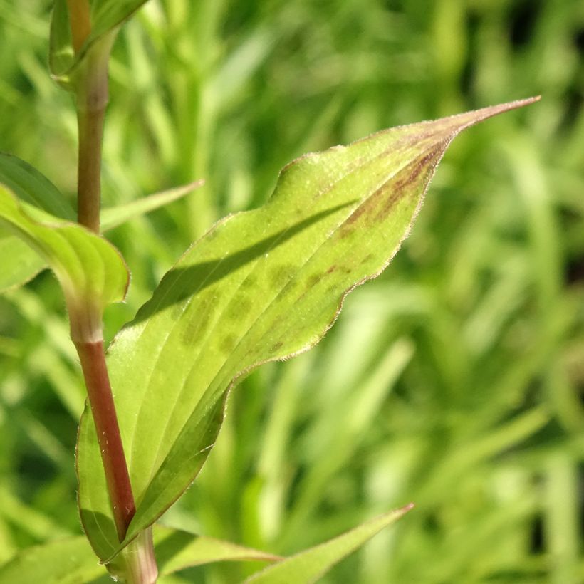 Tricyrtis formosana Dark Beauty (Fogliame)