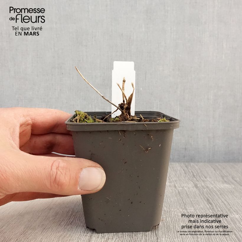 Tricyrtis formosana Dark Beauty Vasetto da 8/9 cm esemplare consegnato in primavera