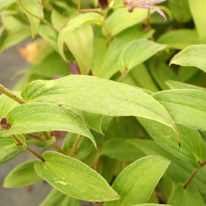 Tricyrtis formosana Pink Freckles (Foliage)