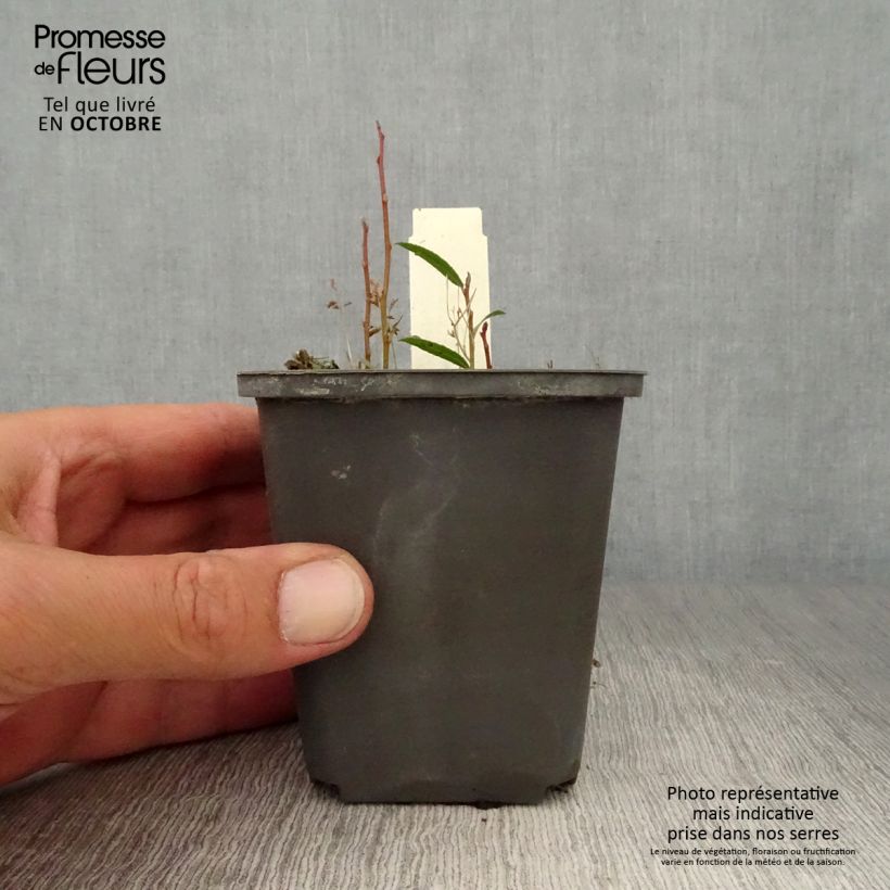 Esemplare di Lysichiton camtschatcensis Vasetto da 8/9 cm come consegnato in autunno
