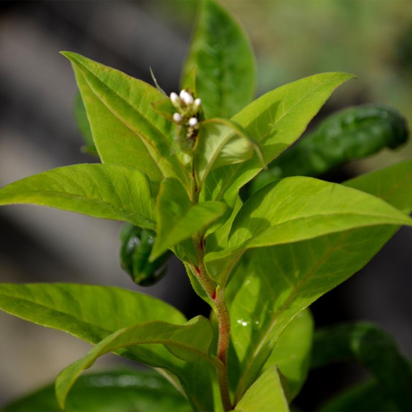 Lysimachia clethroides (Foliage)