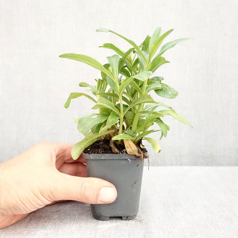 Esemplare di Lysimachia ephemerum Vasetto da 8/9 cm come consegnato in autunno