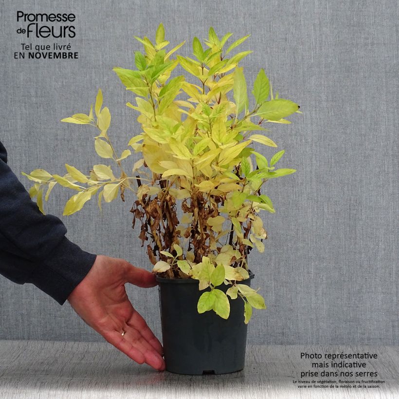 Esemplare di Lysimachia punctata - Mazza d'oro punteggiata Vaso da 2L/3L come consegnato in autunno