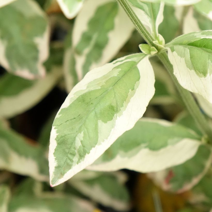 Lysimachia punctata Variegata - Mazza d'oro punteggiata (Fogliame)