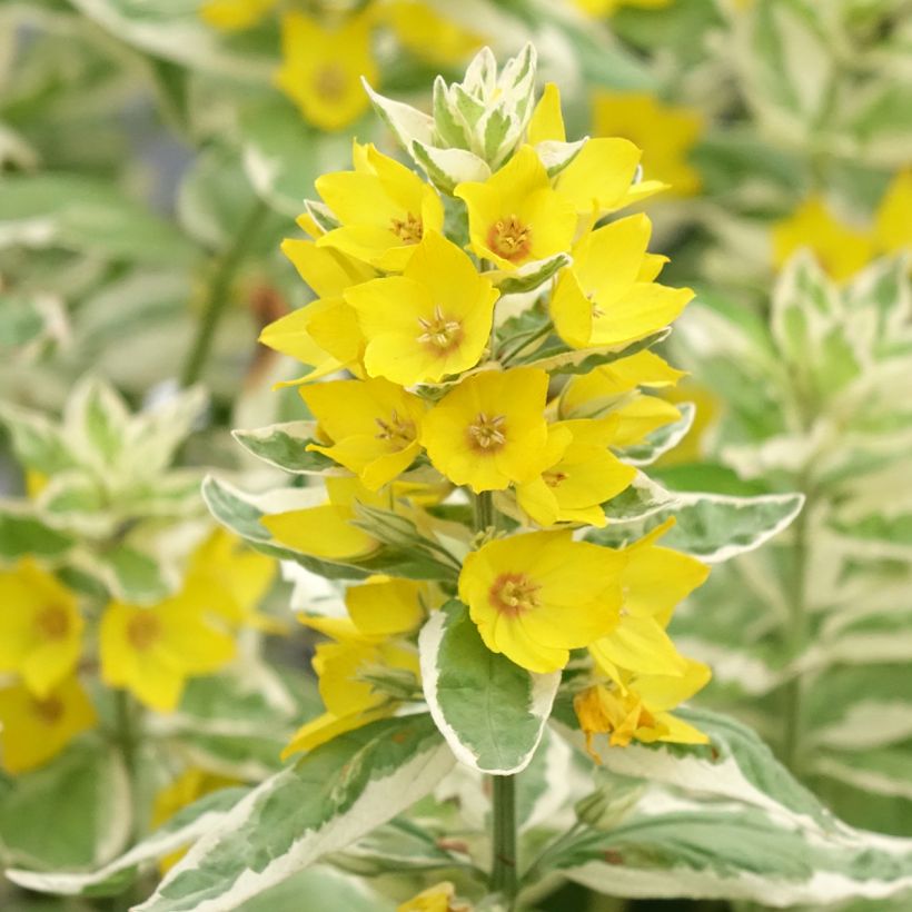 Lysimachia punctata Variegata - Mazza d'oro punteggiata (Fioritura)