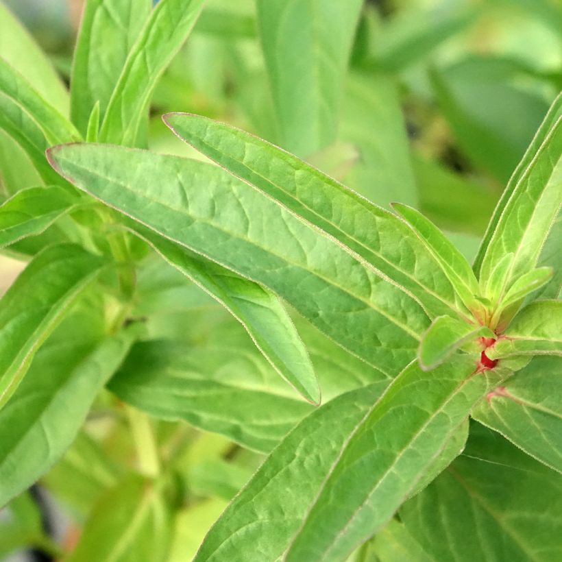Lysimachia thyrsiflora (Fogliame)