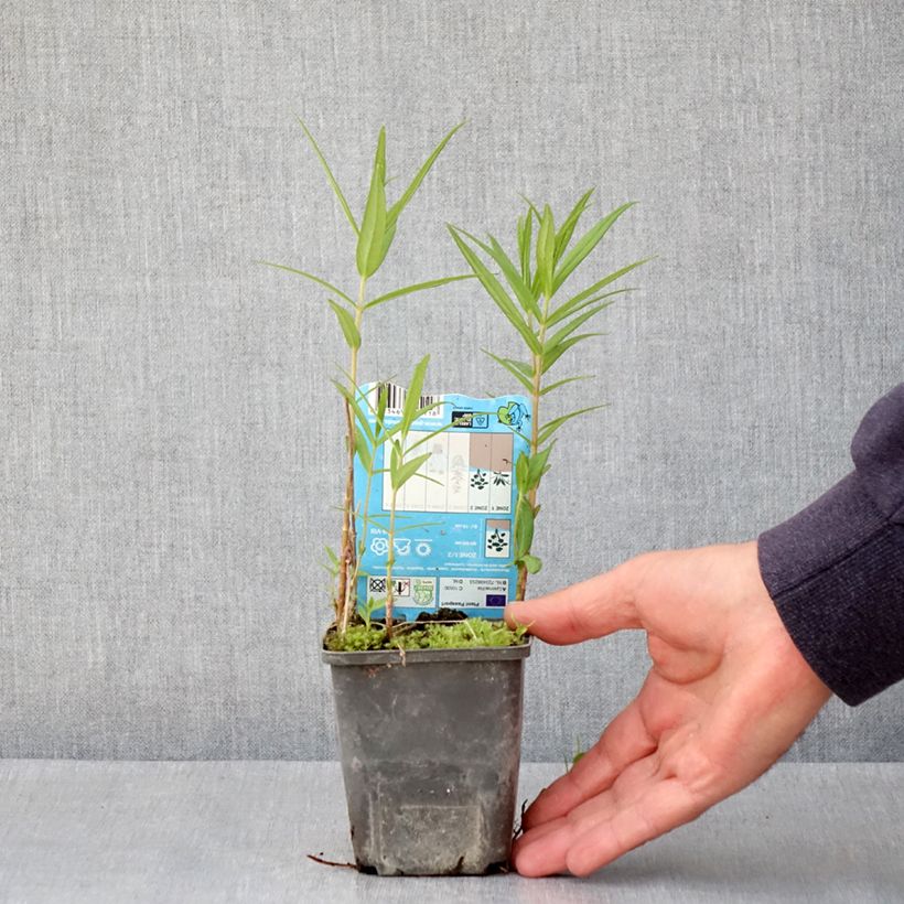 Lysimachia thyrsiflora Vasetto da 8/9 cm esemplare consegnato in primavera