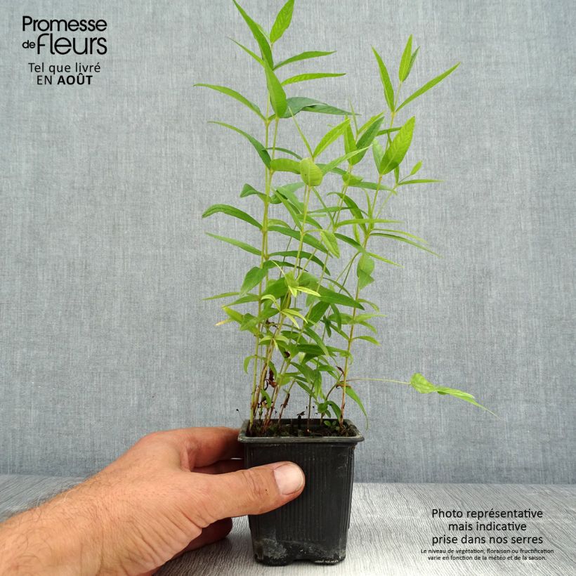 Esemplare di Lysimachia vulgaris - Mazza d'oro comune Vasetto da 8/9 cm consegnato in estate