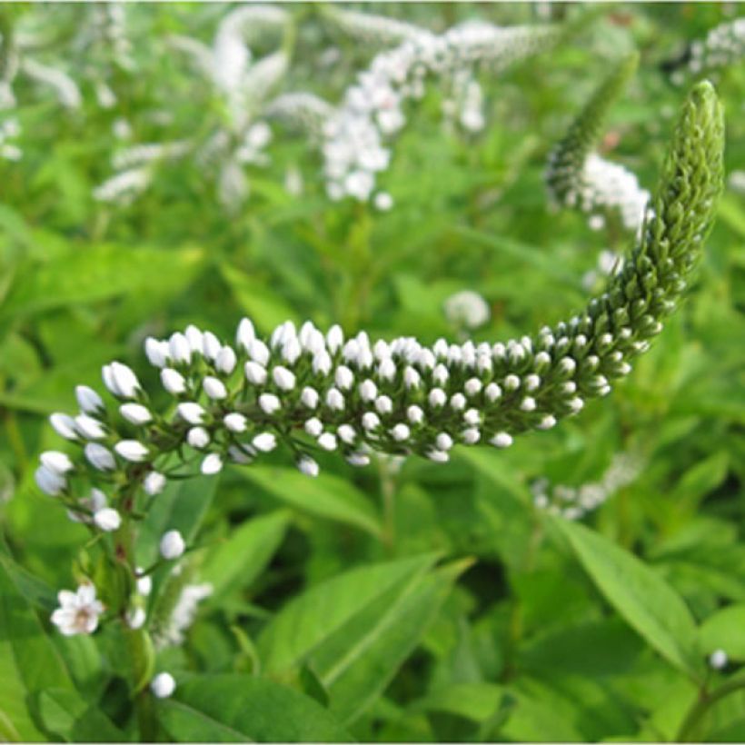 Lysimachia clethroides (Flowering)