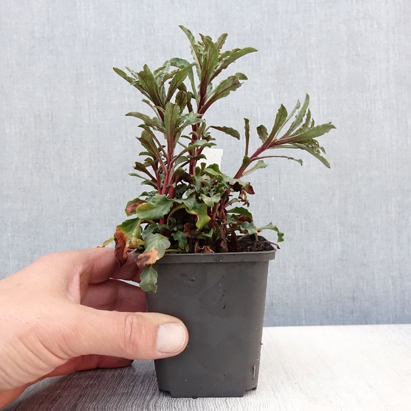 Example of Lysimachia atropurpurea Beaujolais Vasetto da 8/9 cm as you get in printemps