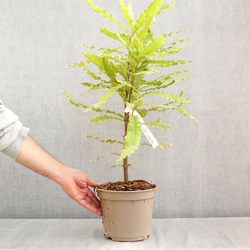 Esemplare di Macadamia Beaumont Vaso da 4L/5L come consegnato in autunno