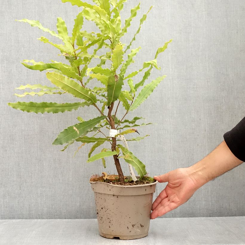 Esemplare di Macadamia Beaumont Vaso da 4L/5L consegnato in estate