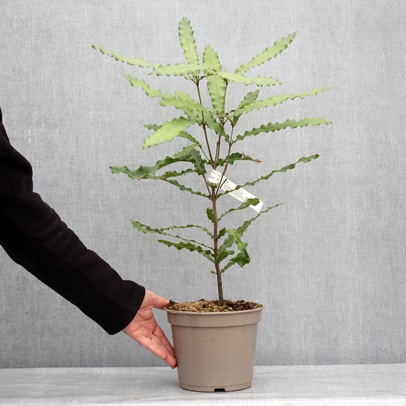 Macadamia Beaumont - Noix de Macadamia Pot de 4L/5L esemplare consegnato in inverno