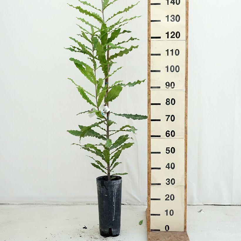 Esemplare di Macadamia integrifolia - Noce di Macadamia Vaso da 4L/5L come consegnato in autunno