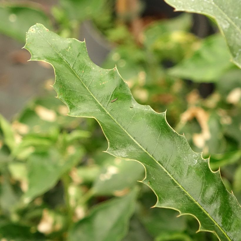 Macadamia integrifolia - Noce di Macadamia (Fogliame)
