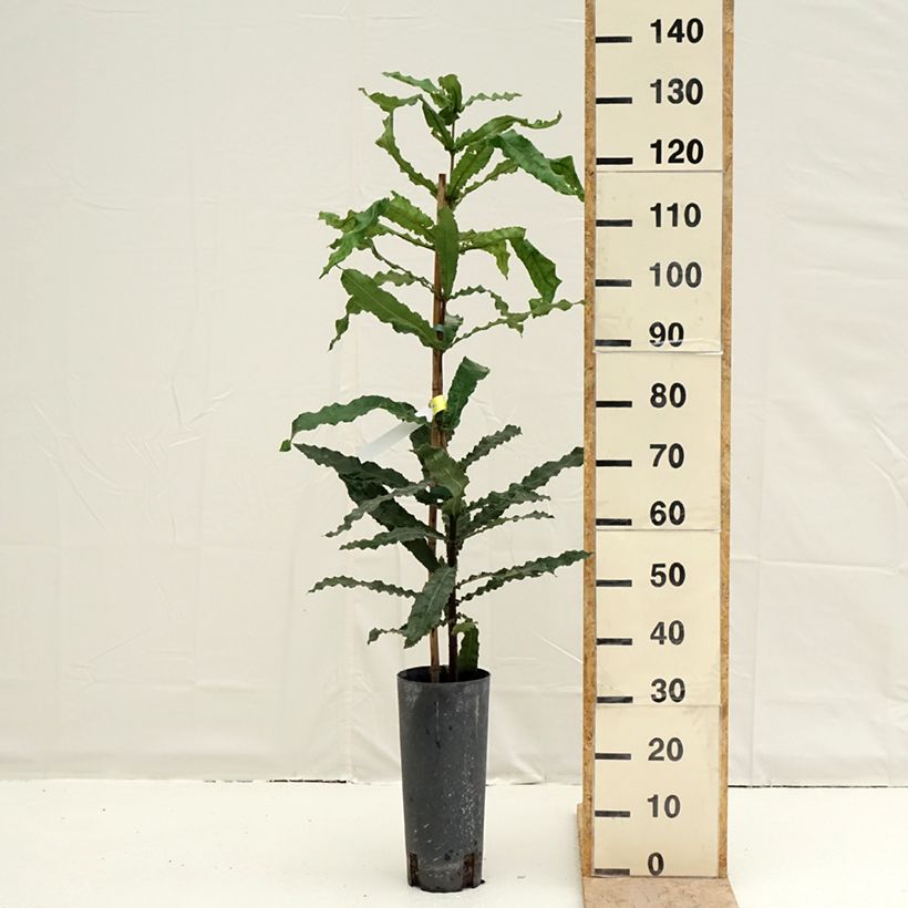 Macadamia integrifolia - Noce di Macadamia Vaso da 4L/5L esemplare consegnato in primavera