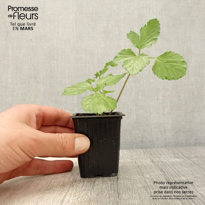 Smyrnium olusatrum - Corinoli comune Vasetto da 7/8 cm esemplare consegnato in primavera