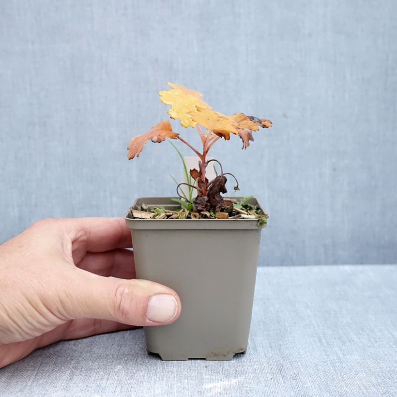 Esemplare di Macleaya microcarpa Kelway's Coral Plume Vasetto da 8/9 cm come consegnato in autunno