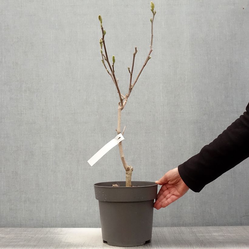 Magnolia acuminata Blue Baby Vaso da 6L/7L esemplare consegnato in primavera