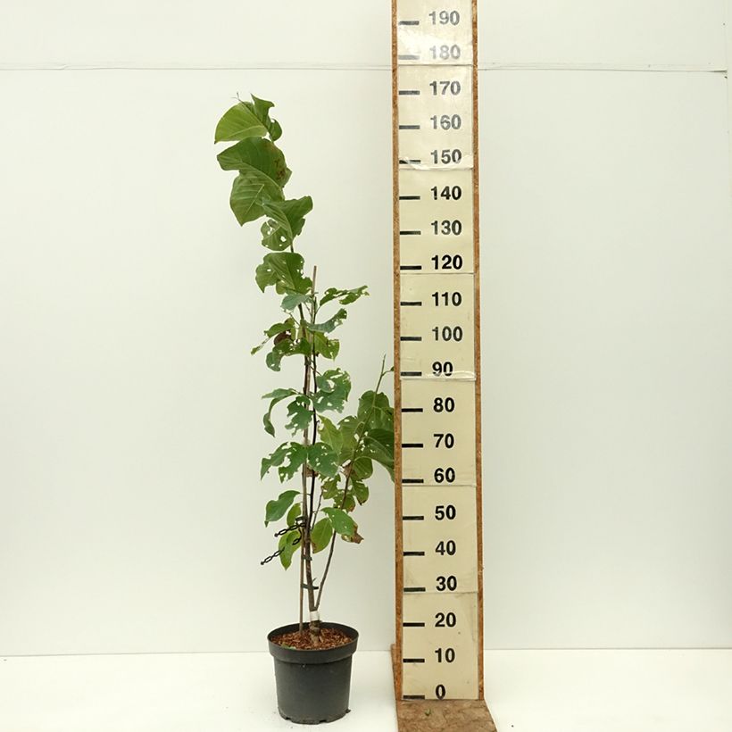 Esemplare di Magnolia Daybreak Pot de 7,5L/10L consegnato in estate