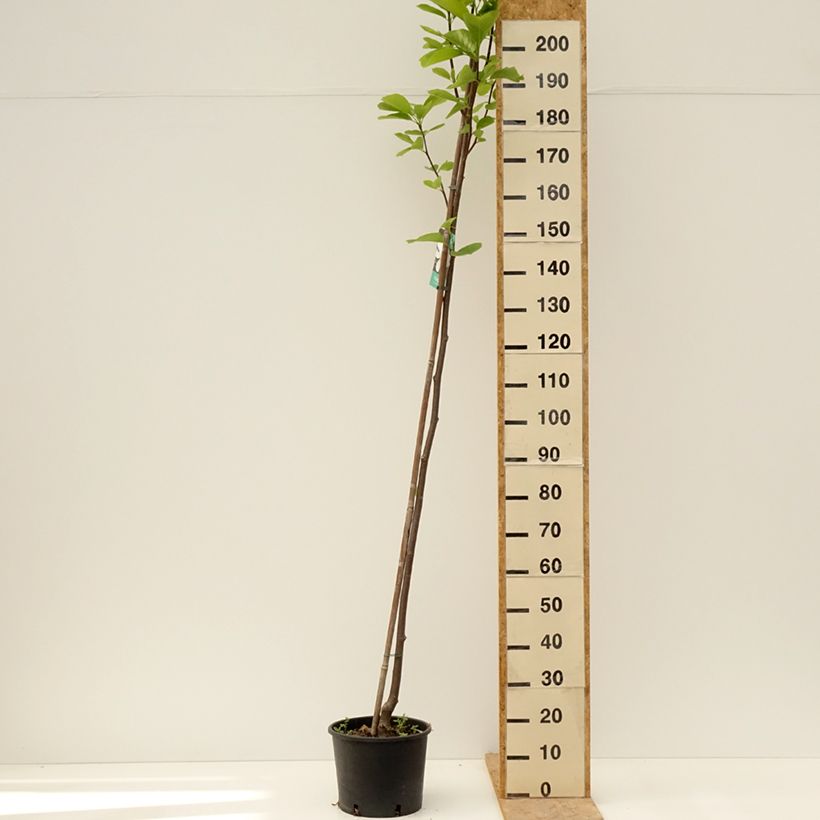 Example of Magnolia denudata Double Diamond Vaso da 7,5L/10L as you get in printemps