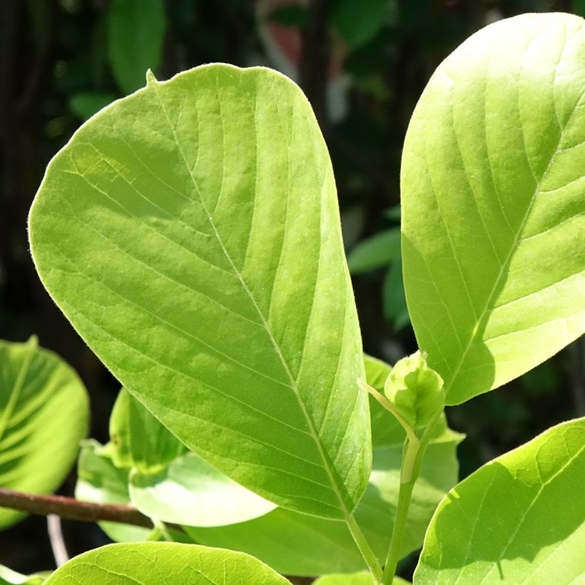Magnolia denudata Double Diamond (Foliage)