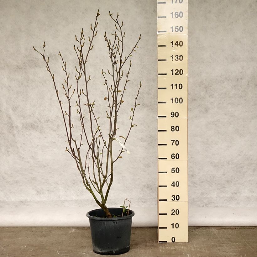 Magnolia denudata Festirose Vaso da 7,5L/10L esemplare consegnato in primavera