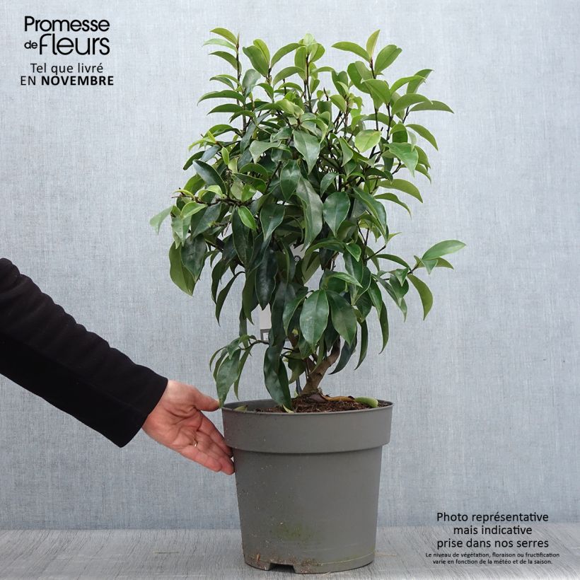 Esemplare di Magnolia figo Stellar Ruby Pot de 6L/7L come consegnato in autunno
