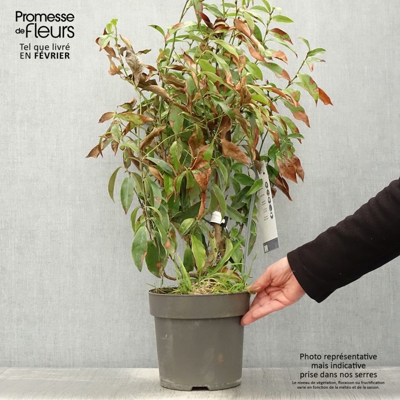 Example of Magnolia Stellar Ruby Vaso da 6L/7L as you get in hiver