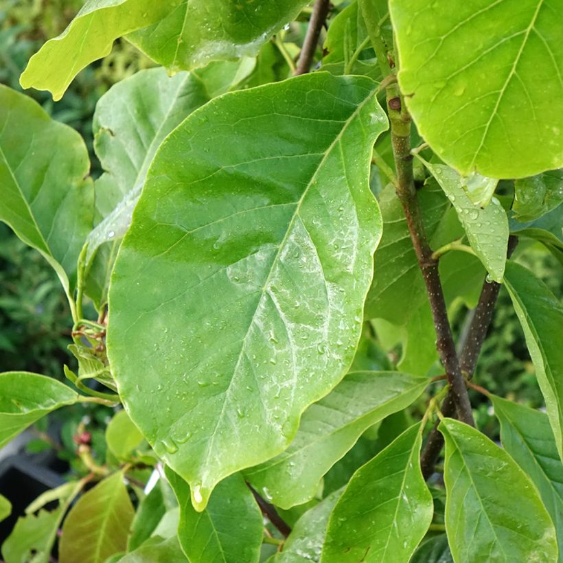 Magnolia soulangeana Frank's masterpiece (Foliage)