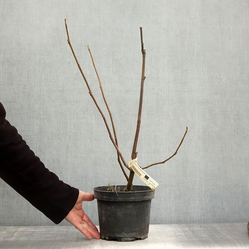 Esemplare di Magnolia soulangeana Frank's masterpiece Vaso da 3L/4L come consegnato in autunno