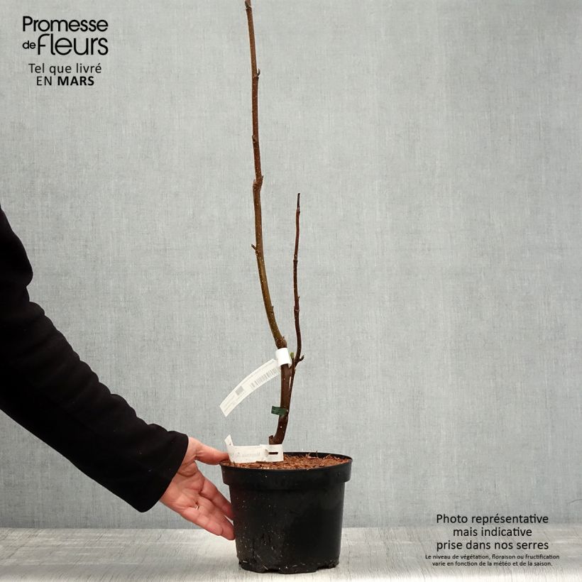 Example of Magnolia soulangeana Frank's masterpiece Vaso da 3L/4L as you get in printemps