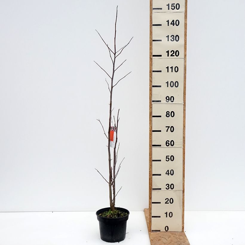Esemplare di Magnolia Galaxy Vaso da 4L/5L come consegnato in autunno