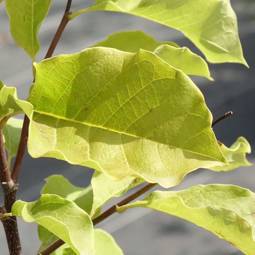 Magnolia Galaxy (Fogliame)