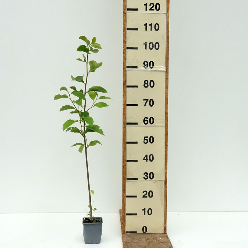Esemplare di Magnolia Genie Vaso da Ø 12 cm / 13 cm consegnato in estate