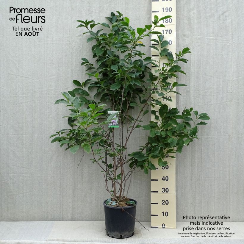 Esemplare di Magnolia George Henry Kern Vaso da 7,5L/10L consegnato in estate