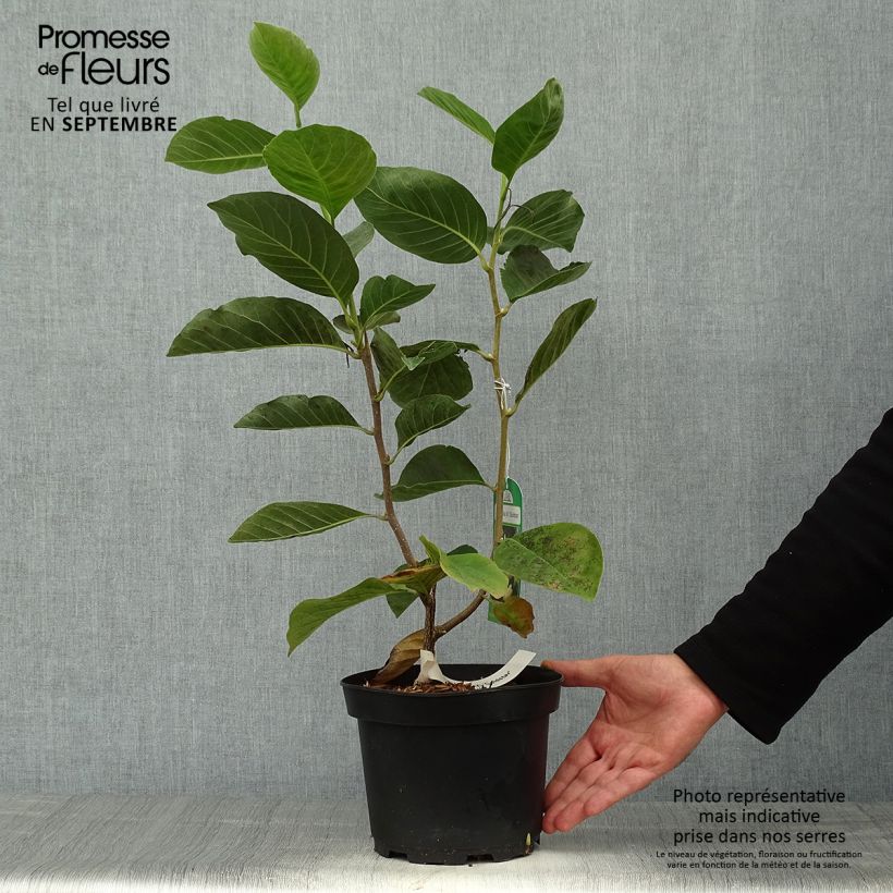 Esemplare di Magnolia Gold Star Vaso da 4L/5L come consegnato in autunno